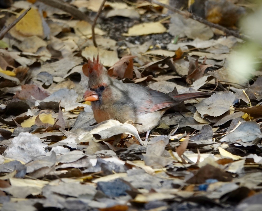 Northern Cardinal x Pyrrhuloxia (hybrid) - ML646548486