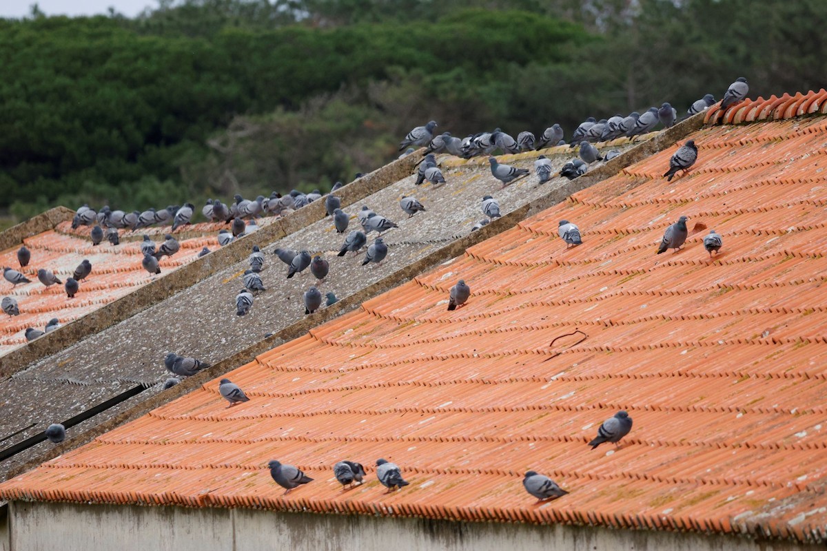 Хөхвөр тагтаа (суурин газрын) - ML646548487