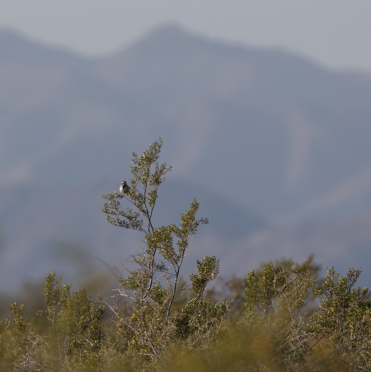 Чернозобая овсянка - ML646548497