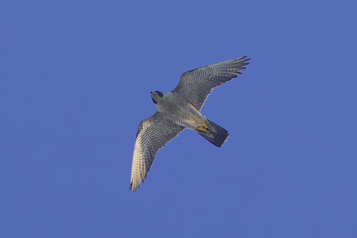 Peregrine Falcon - ML646548498