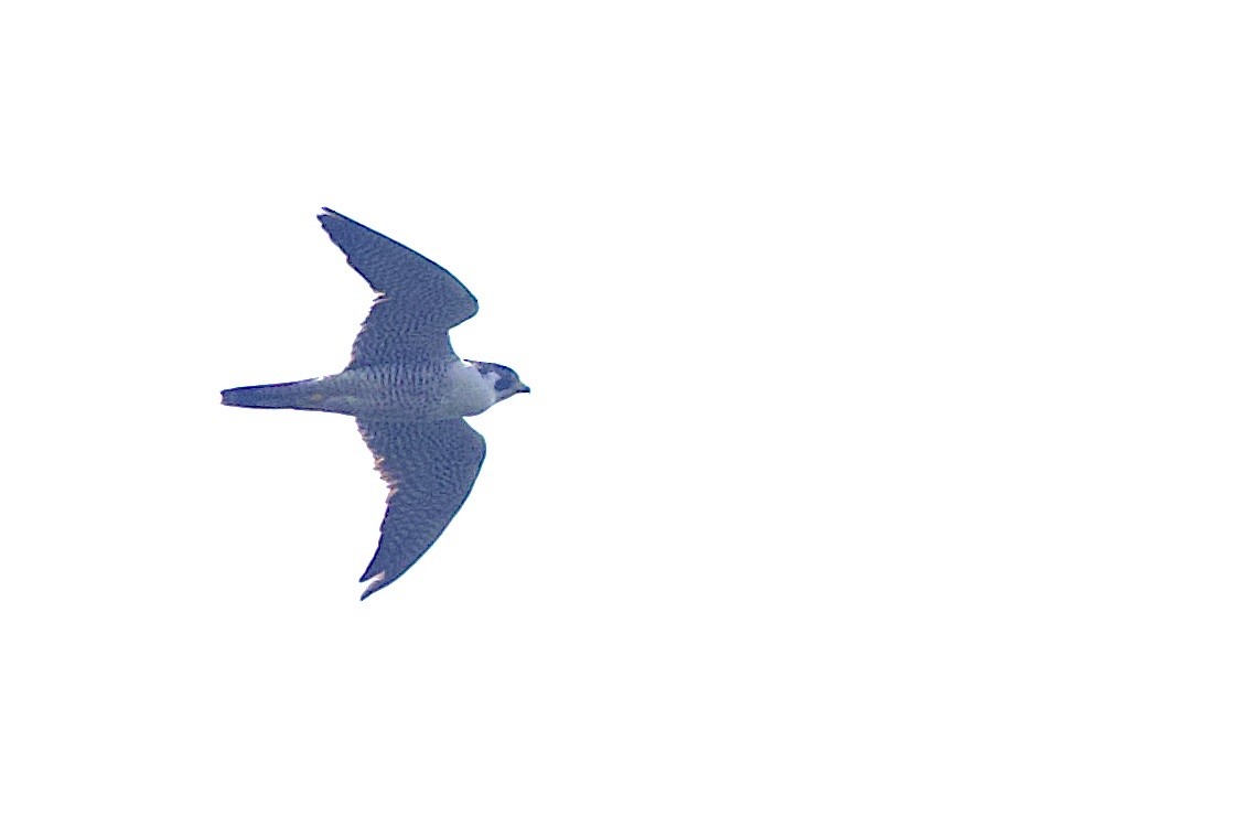 Peregrine Falcon - ML646548499