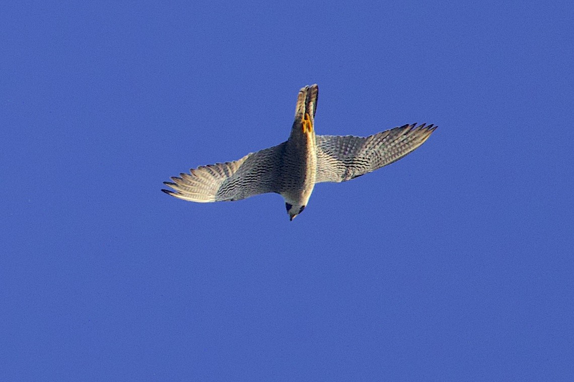 Peregrine Falcon - ML646548500