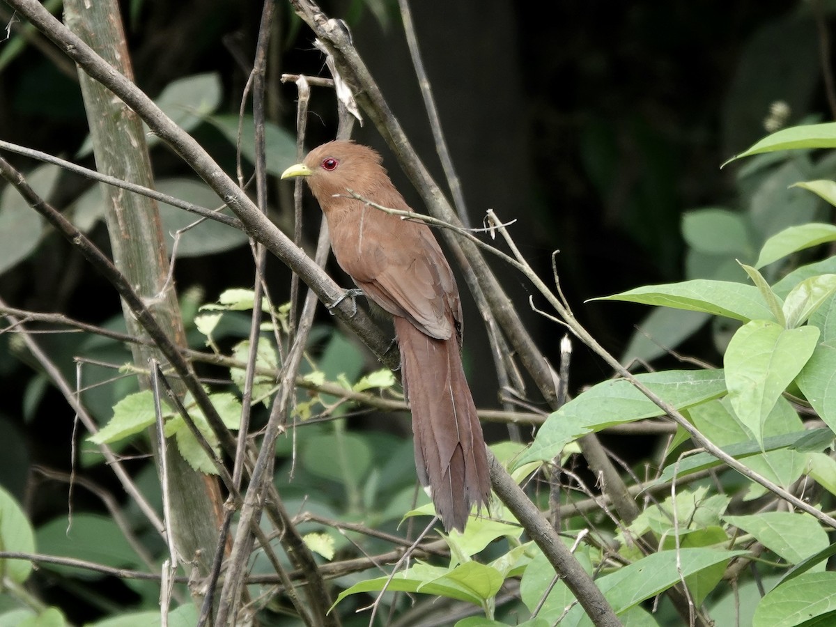 Little Cuckoo - ML646548501