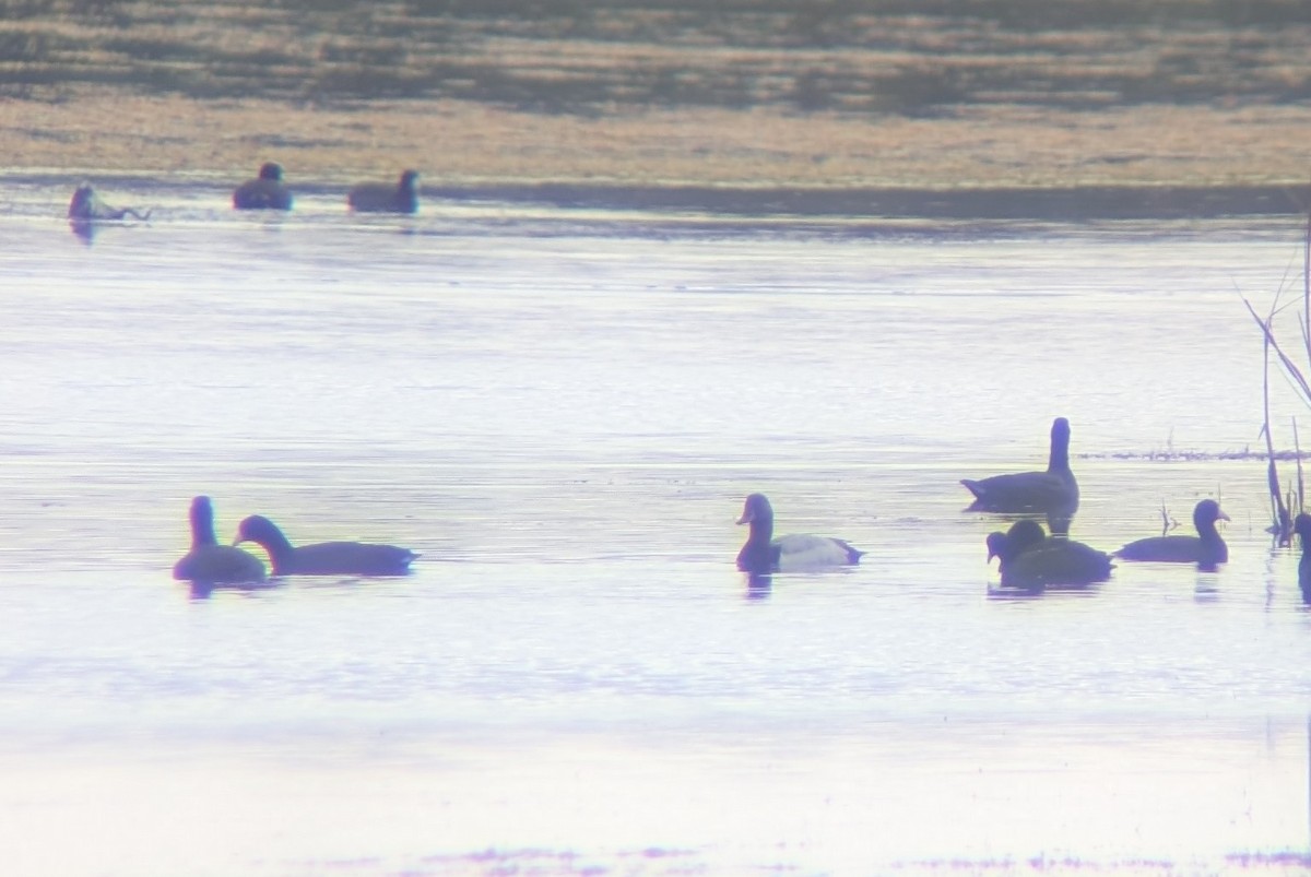 Canvasback - ML646548503