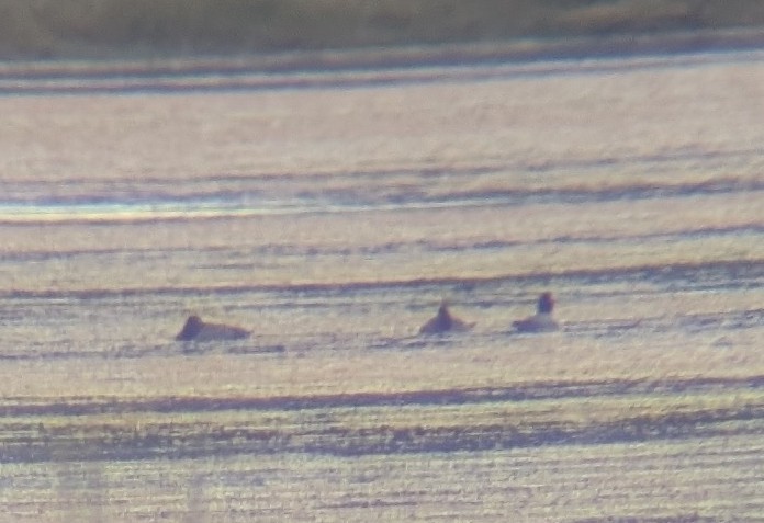 Canvasback - ML646548504