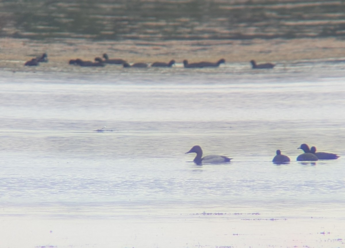 Canvasback - ML646548505