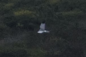 Саарал хулд - ML646548508