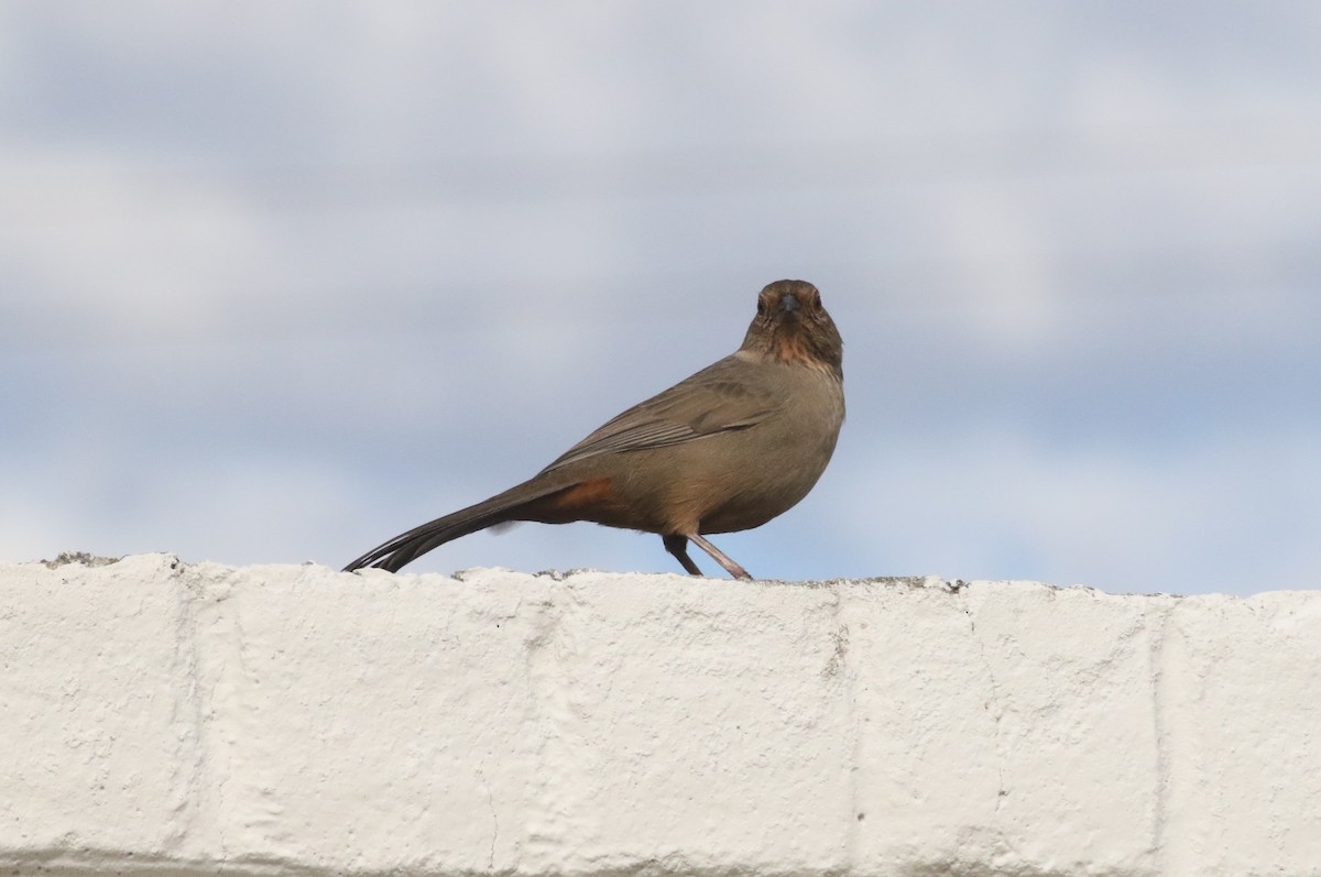 California Towhee - ML646548509