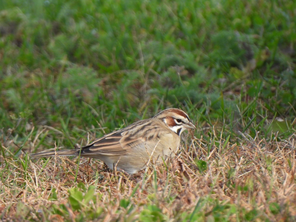 גיבתונית לבנת-גבה - ML646548510