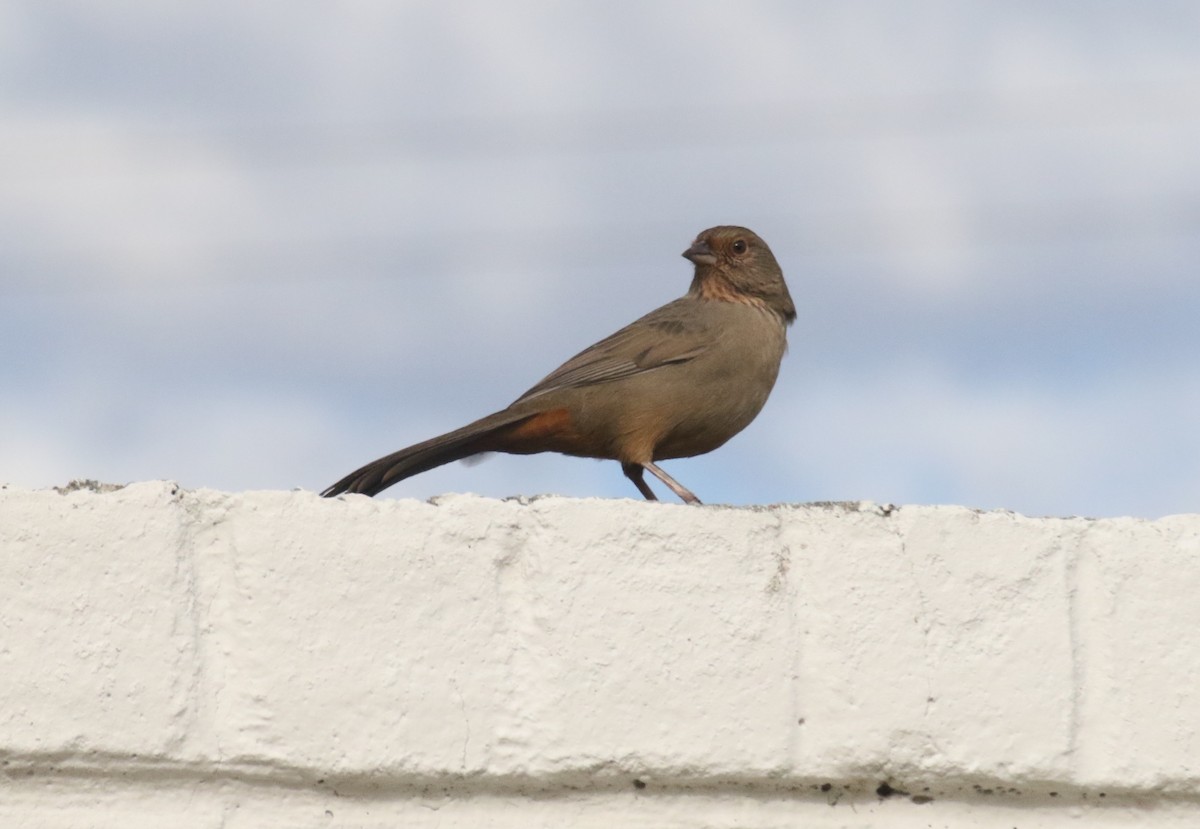 California Towhee - ML646548511