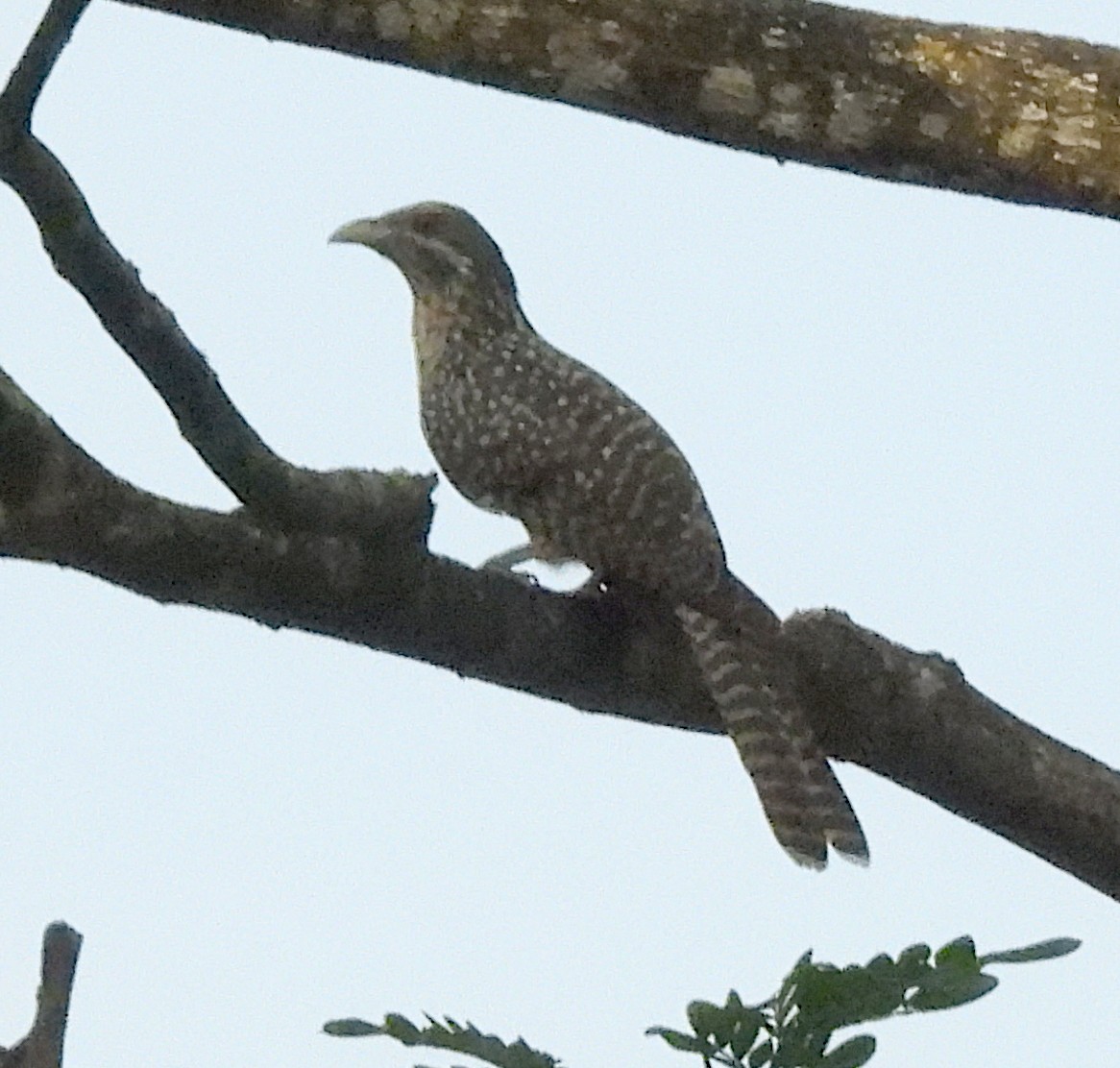 Asian Koel - ML646548512