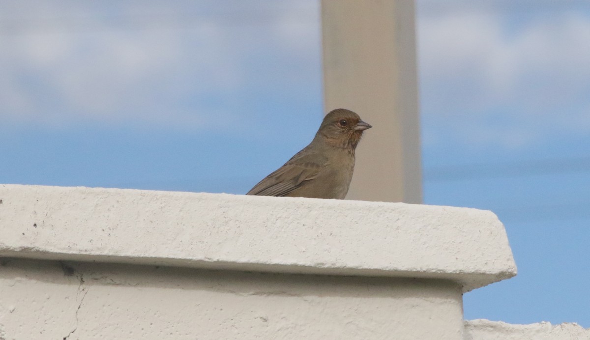 California Towhee - ML646548513