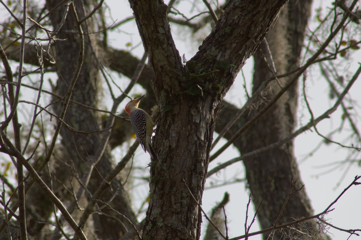 Carolinaspecht - ML646548514