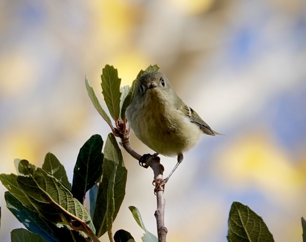 Ruby-crowned Kinglet - ML646548515