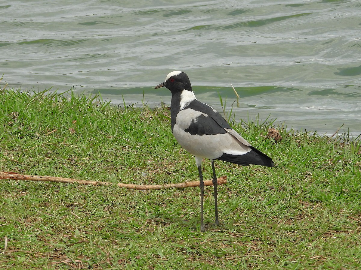 Zırhlı Kızkuşu - ML646548516