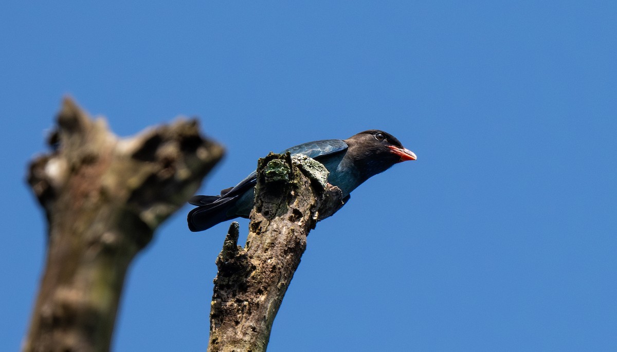 Dollarbird - ML646548518