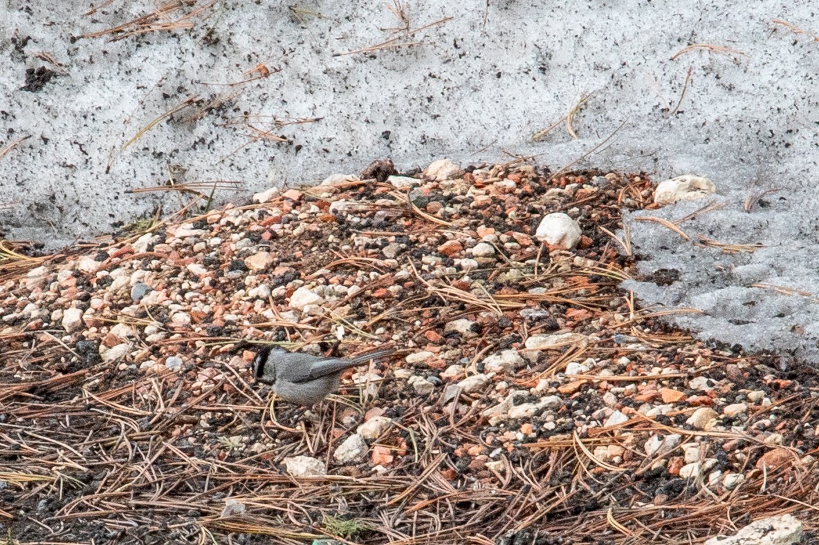 Mountain Chickadee - ML646548523