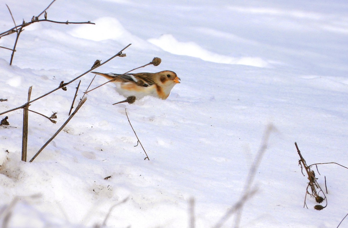 Snow Bunting - ML646548526