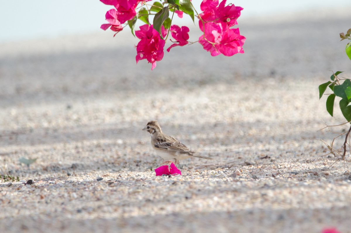 Lark Sparrow - ML646548530