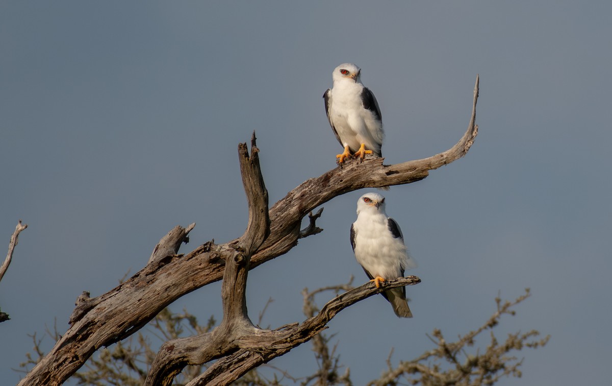 Elanio Maromero - ML646548531