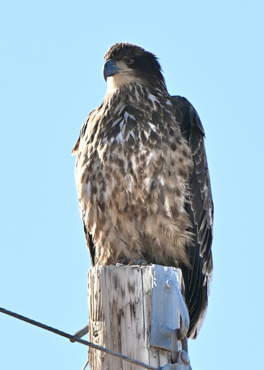 Bald Eagle - ML646548533