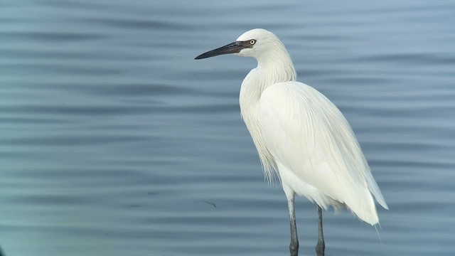Reddish Egret - ML646548535