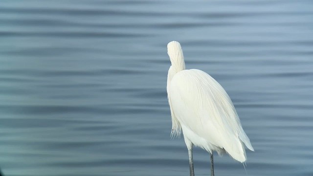 Reddish Egret - ML646548536