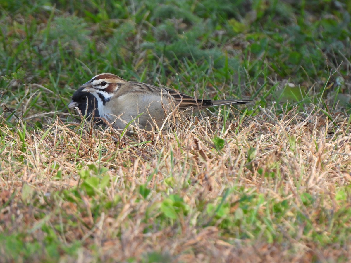 גיבתונית לבנת-גבה - ML646548537