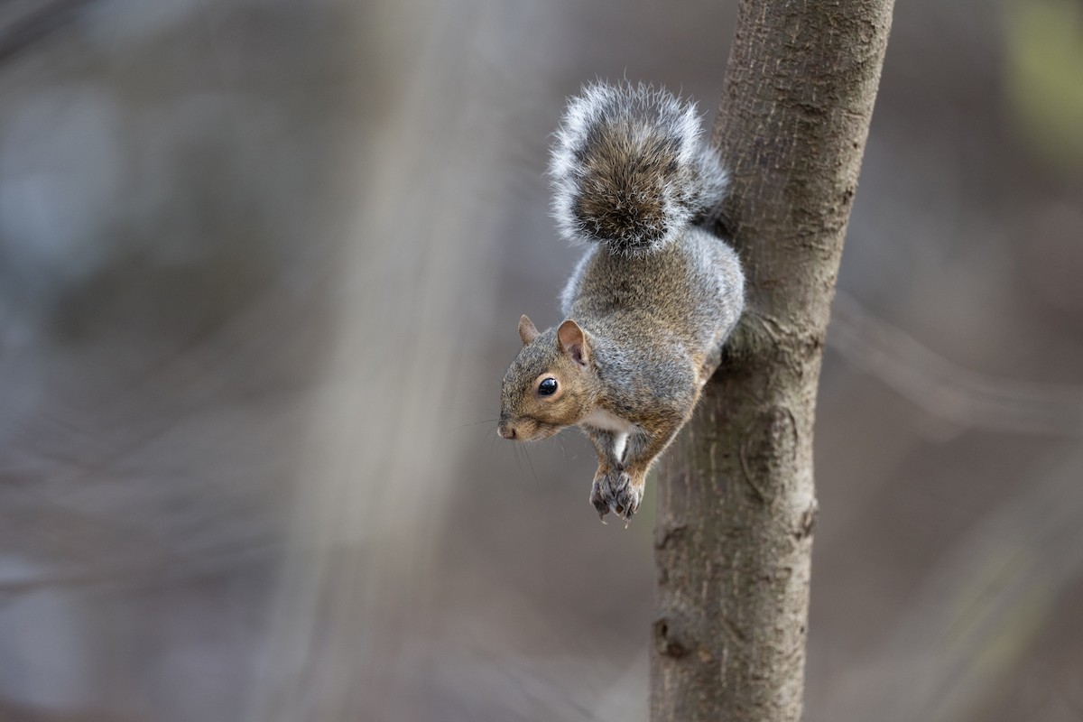 Eastern Gray Squirrel - ML646548538