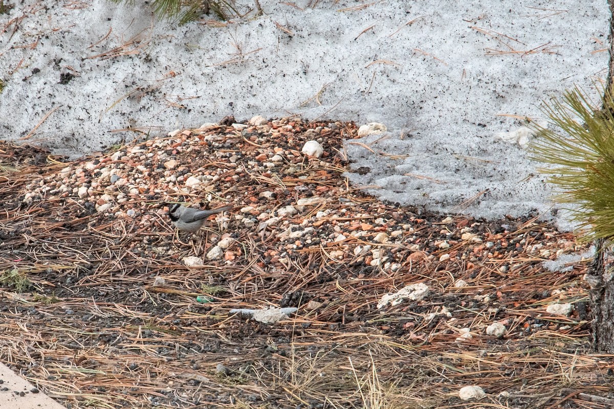 Mountain Chickadee - ML646548541
