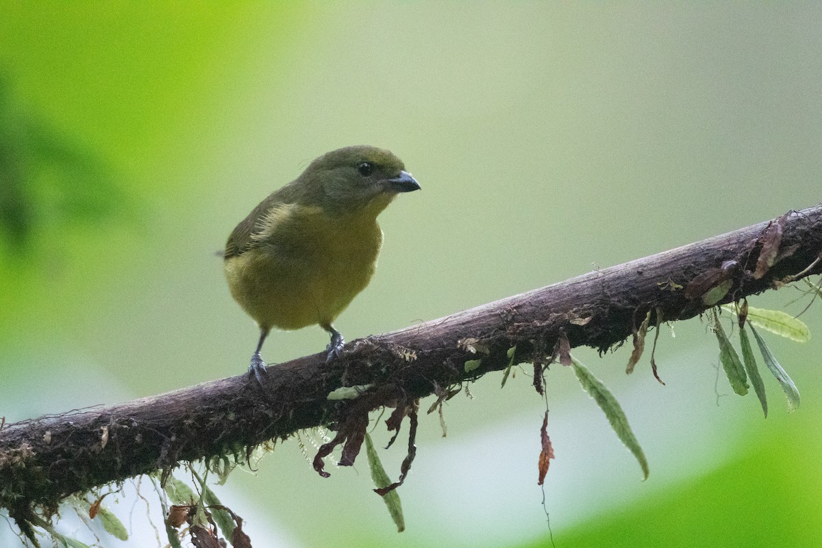 libohlásek tlustozobý - ML646548545