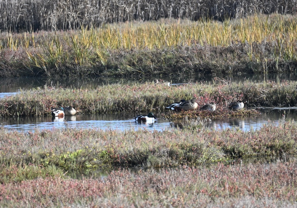 Northern Shoveler - ML646548546