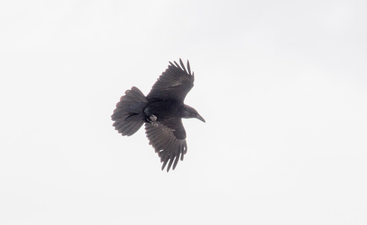 עורב שחור - ML646548547