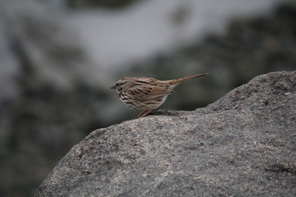 Song Sparrow - ML646548557