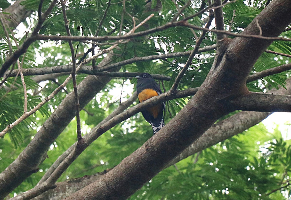 Green-backed Trogon - ML646548563