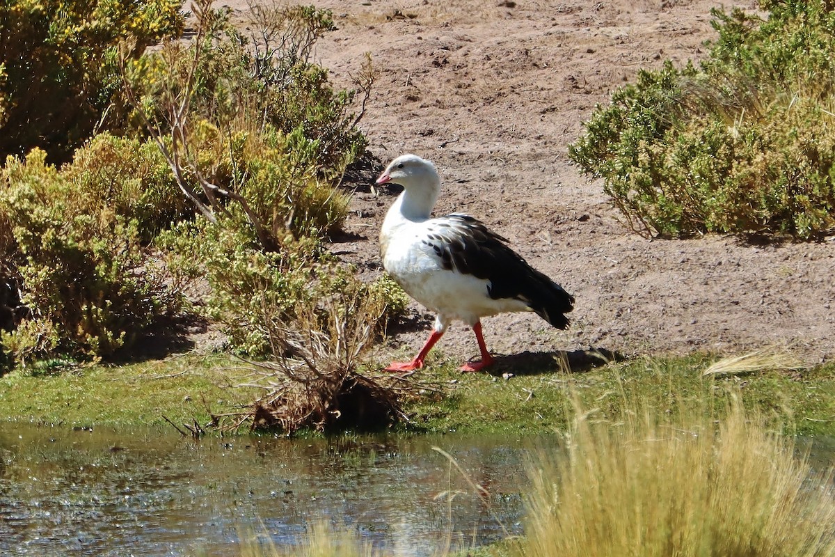 Андский гусь - ML646548564