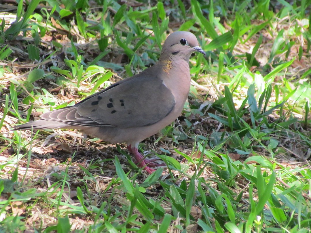 ミミグロバト - ML646548566