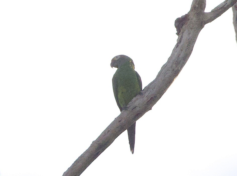 Aratinga Cabecifusca - ML646548567