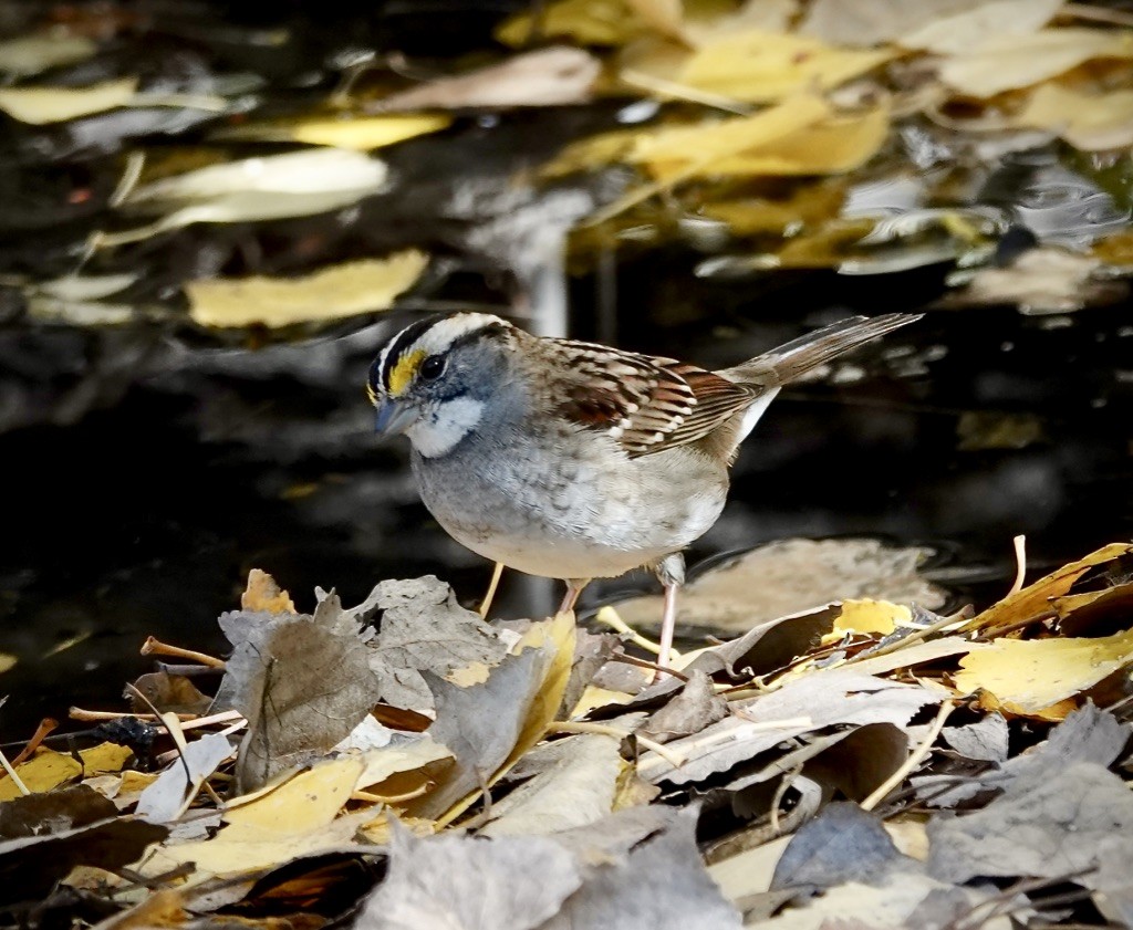 White-throated Sparrow - ML646548569