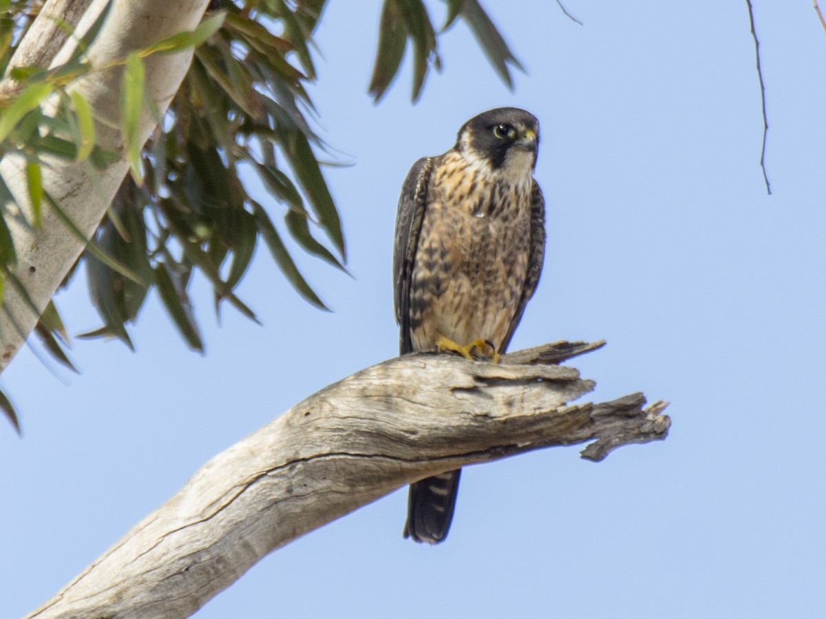 Avustralya Delice Doğanı - ML646548570