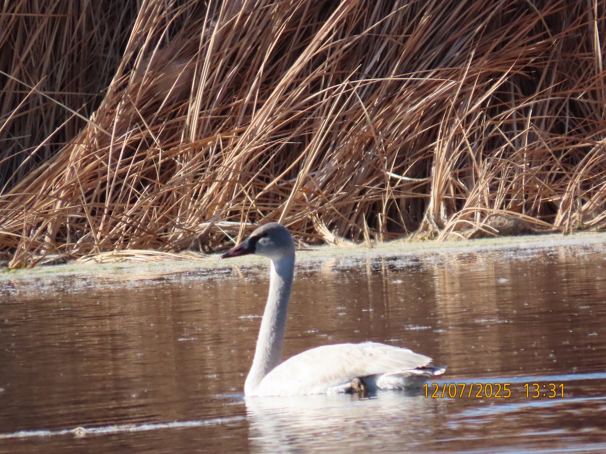 Trumpeter Swan - ML646548571