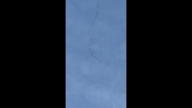 Greater White-fronted Goose - ML646548572