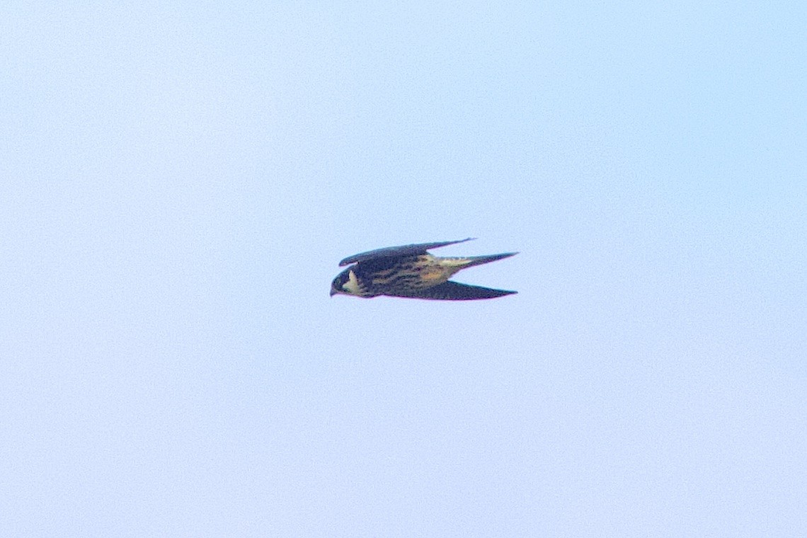 Eurasian Hobby - ML646548573