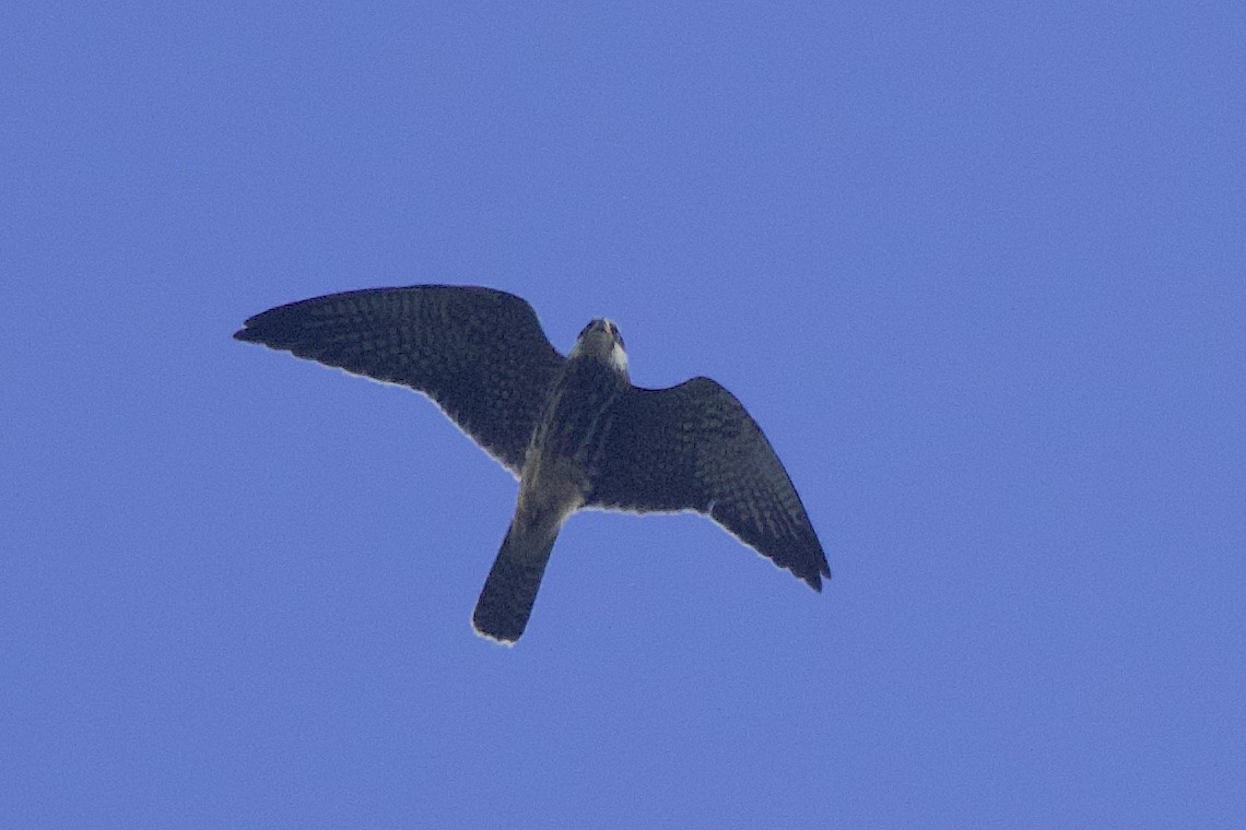 Amur Falcon - ML646548574