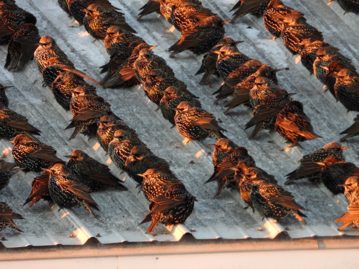 זרזיר מצוי - ML646548575