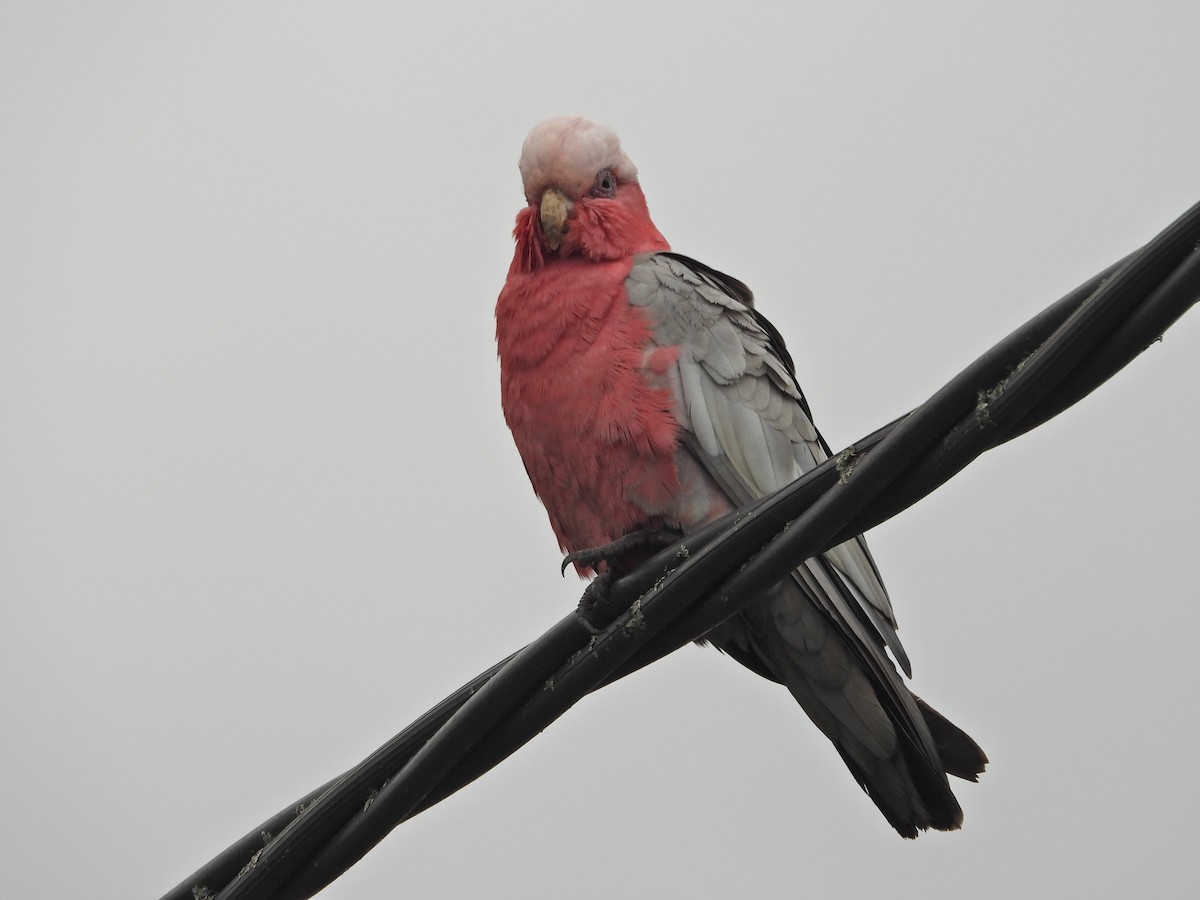 Galah - ML646548578