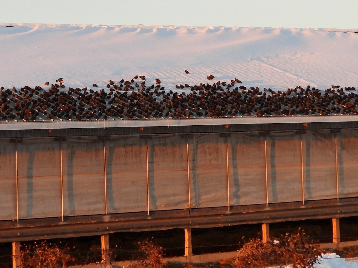 זרזיר מצוי - ML646548581