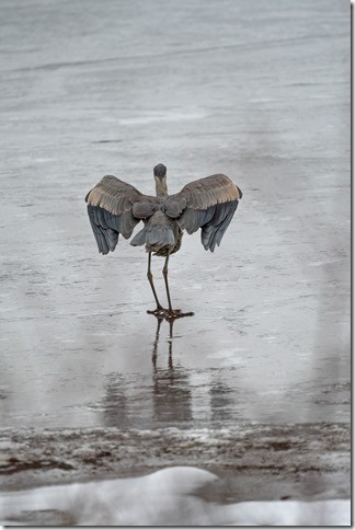אנפה אמריקנית - ML646548582