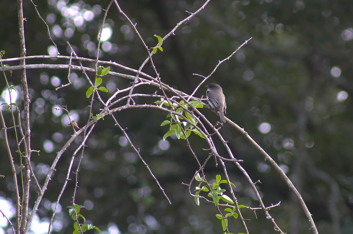 Weißbauch-Phoebetyrann - ML646548584