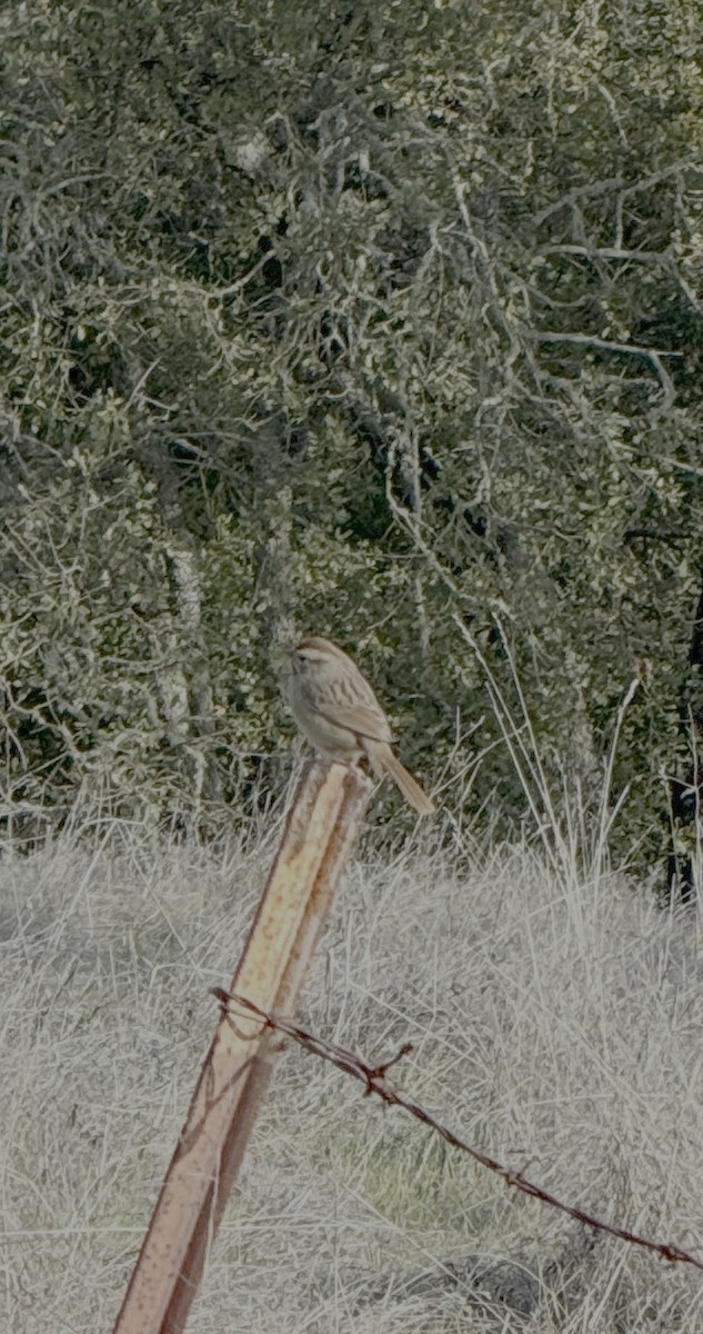 Rufous-crowned Sparrow - ML646548587